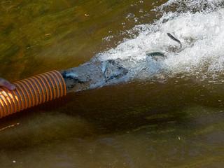 The Coho smolts are released into the Little River. Picture by Trudy Sloan