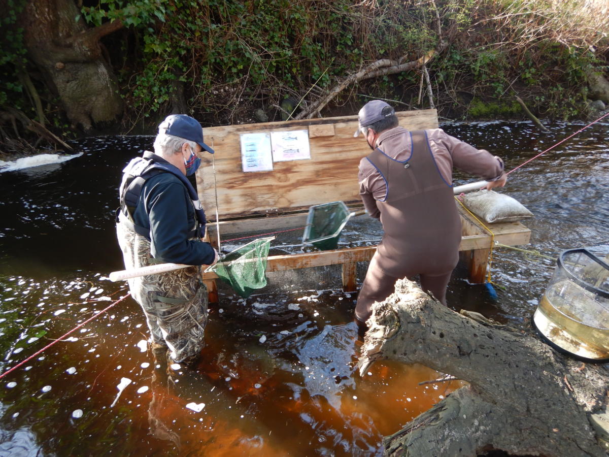 LRES members counting wild Coho smolts (1 year old) passing the fence.