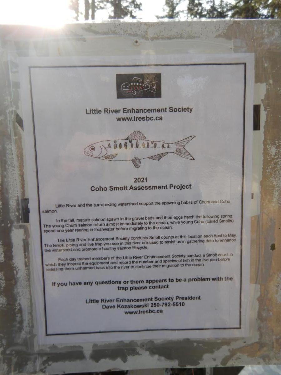 2021 Little River Coho Smolt 