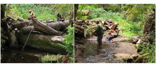 Before-and-After-1st-log-Jam-Aug-2023-2