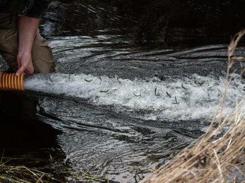 Little River Enhancement society Chum fry being released.
