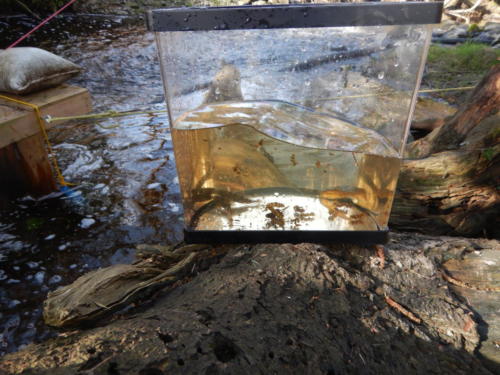 Coho smolts and several sculpins from fence box, counted and ready to release.