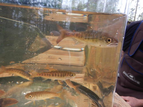 Here is a mix of various sized Coho smolts.