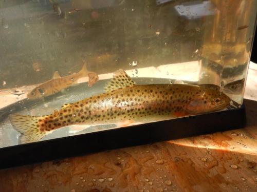 We have 1 large cutthroat and 2 Coho juveniles born in the spring of 2020 here. 