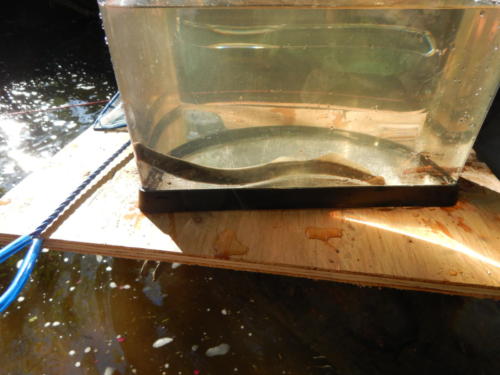 A River Lamprey migrating downstream on the way to the ocean.
