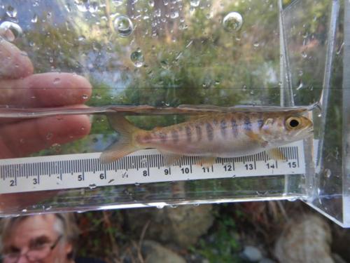 Coho young of the year from restored area and looking health.