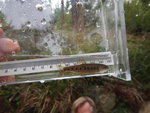 Coho fry from restored area.