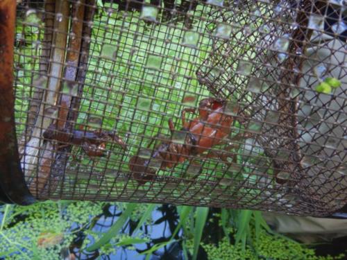 Crayfish in G-trap